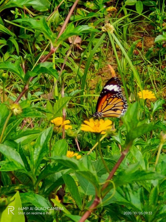 Phayam Valley Homestay Koh Phayam Eksteriør bilde